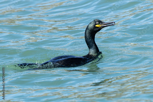 Photography European shag (Gulosus aristotelis) common on rocky coasts and cliffs Ireland’s
