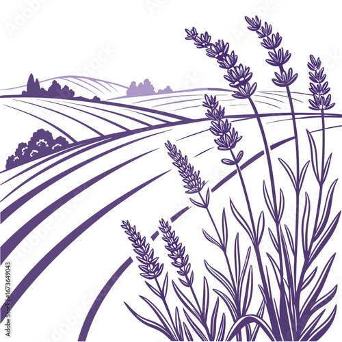 Stylized purple lavender field with rolling hills and blooming lavender flowers in the foreground