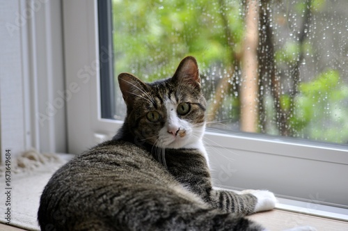 Wallpaper Mural A tabby and white cat lies near a rainy window, turning its head to look directly at the camera. The feline’s green eyes and fur details are captured in a calm and cozy indoor setting. Torontodigital.ca