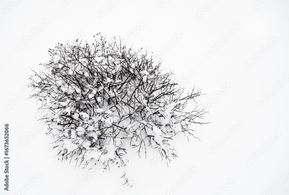 Naklejka premium Plant covered with snow, black and white background