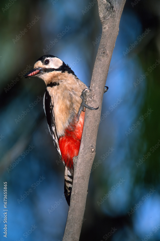 Naklejka premium Great spotted woodpecker Dendrocopos major on a branch Sardinia, Italy