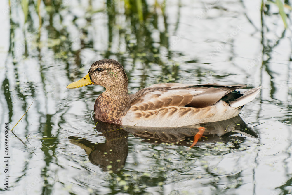 Fototapeta premium Wild duck swimming in calm reflective water among green reeds showing natural wetland habitat, detailed plumage and peaceful wildlife behavior in freshwater environmental ecosystem