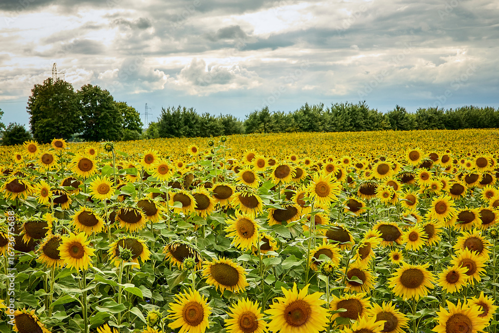 Obraz premium Piękne Słoneczniki