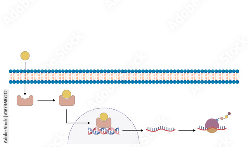 Steroid hormones mechanism of action. Steroids Bind to an intracellular receptor. Hormone-receptor complex activate gene transcription in the nucleus, followed by protein synthesis. Vector diagram.