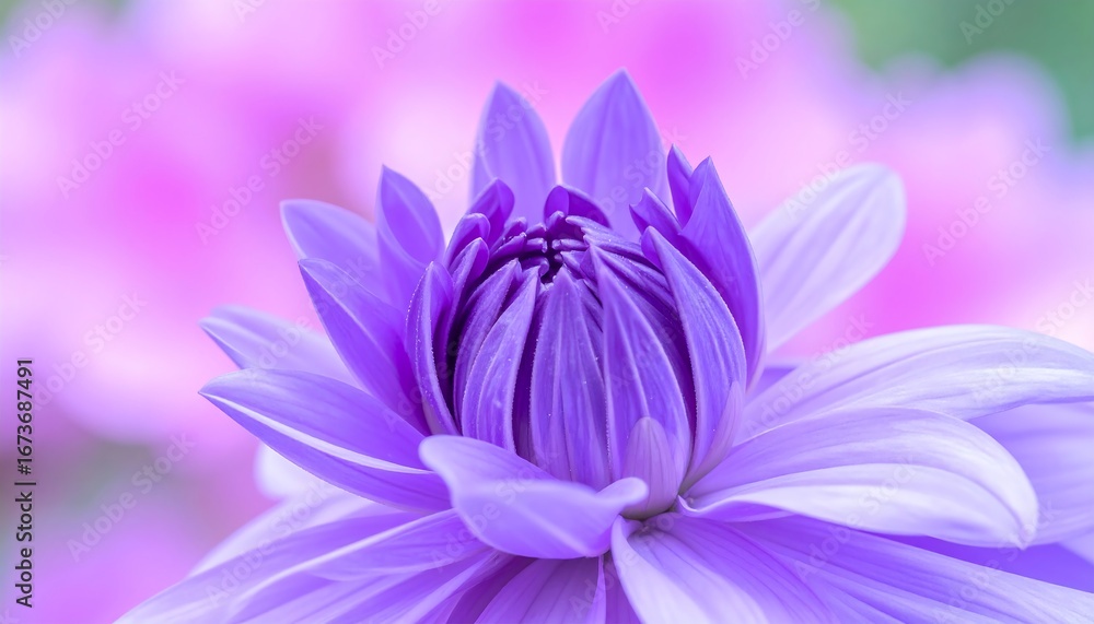 Obraz premium Close-up of vibrant purple flower