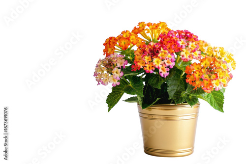 Wallpaper Mural Vibrant pot of colorful lantana flowers brightening a minimalist space with warm spring hues isolated on transparent background Torontodigital.ca
