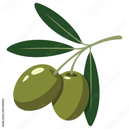Vector illustration of green olive Olea europaea, isolated on white background, ideal for culinary designs, healthy food visuals, and botanical themed artwork.