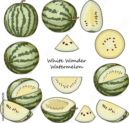 Set of White Wonder Watermelons or Cream of Saskatchewan Watermelon. Citrullus lanatus. Fruits and vegetables. Clipart. Isolated vector illustration.