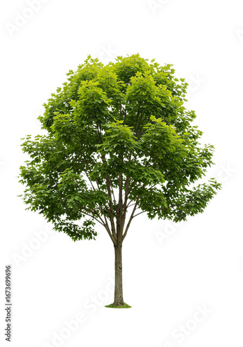 tree isolated transparent background perfectly cut out