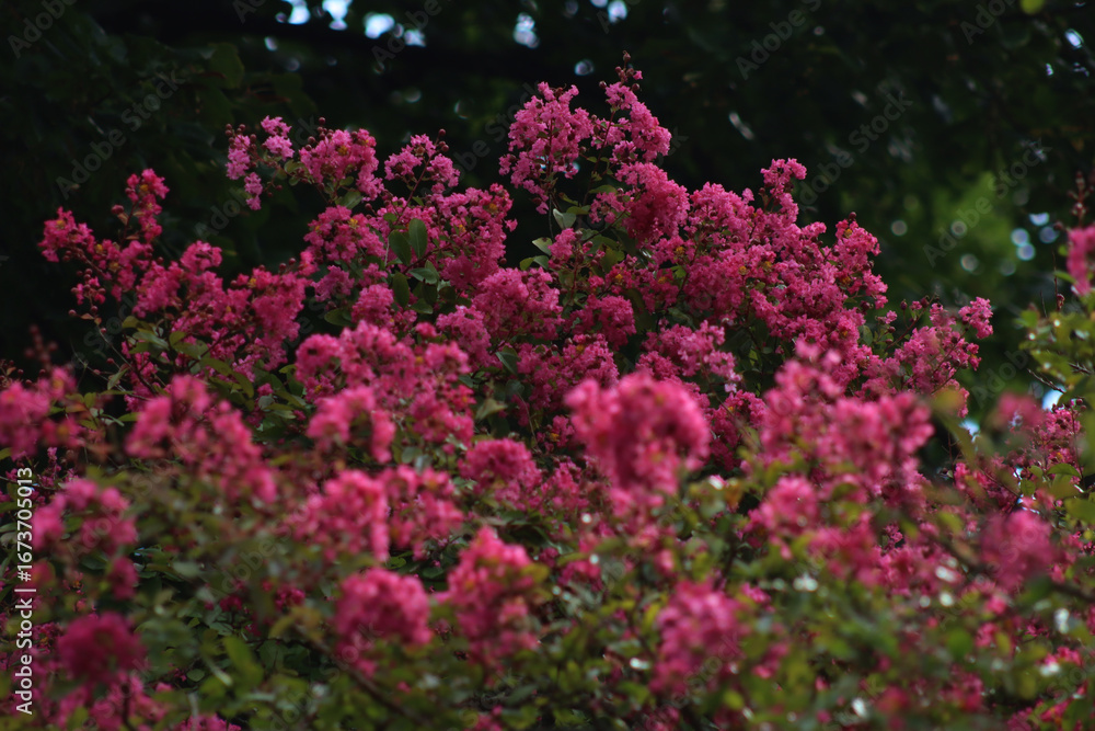 Obraz premium Close-up of Lagerstroemia indica tree pink flowers on a dark background. Lagerstroemia also called Crape myrtle in bloom in the garden