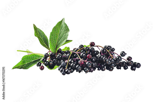 A vibrant cluster of elderberries with green leaves arranged artistically on a minimalist background under soft lighting isolated on transparent background