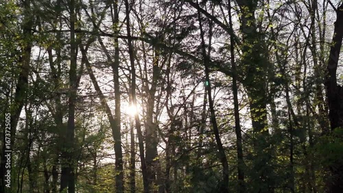 Sunlight filters through a dense forest in springtime showcasing vibrant green trees and serene nature
