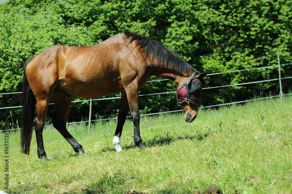 Fototapeta premium Brown domestic horse with fly mask grazing