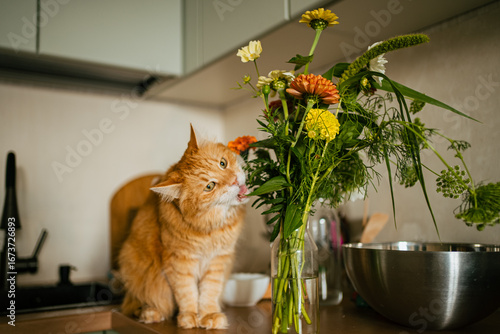 Fényképezés Curious ginger cat sticking its tongue out while munching on flowers from a vase