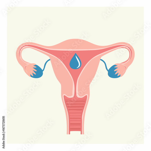 Uterus anatomy with droplet - Medical illustration of female reproductive system