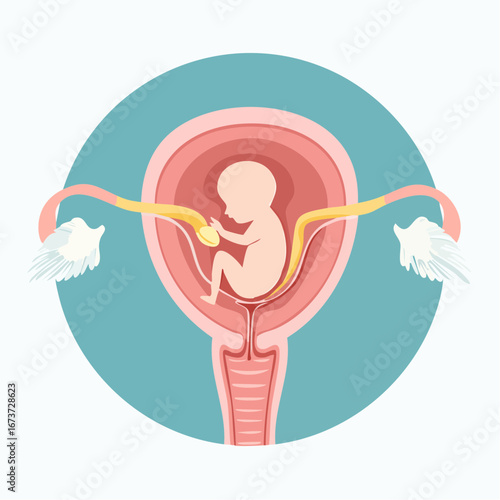 Embryo Implantation Vector Illustration of Fetus in Uterus