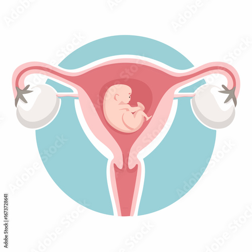 Medical Illustration Embryo Development within the Uterus Depicted in a Vector Graphic