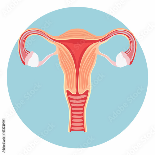 Vector illustration of the complete human female reproductive system in a flat educational design