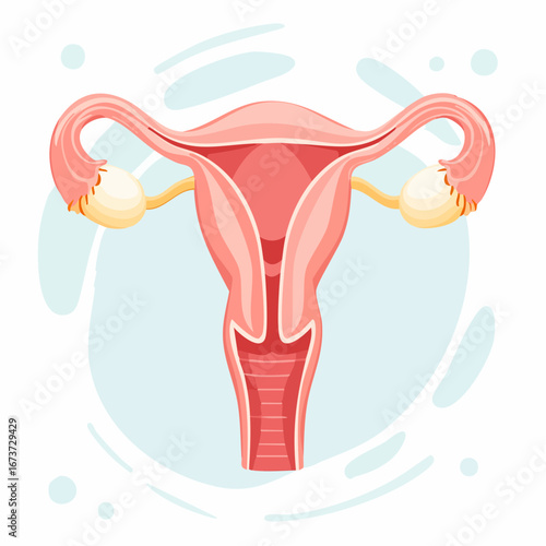 Illustration of the female reproductive system, focusing on the uterus and fallopian tubes