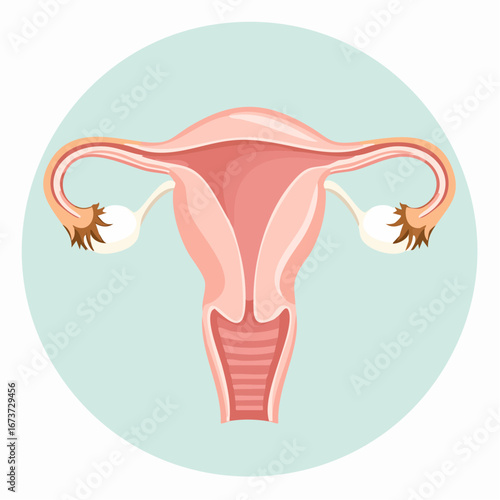 Vector illustration of a human uterus in a flat infographic style