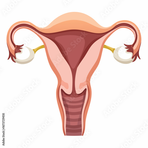 Uterus Diagram Human Reproductive System Vector Illustration
