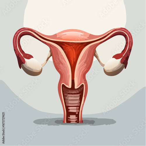 Vector illustration of human uterus and ovaries with gradient shading in a modern medical style