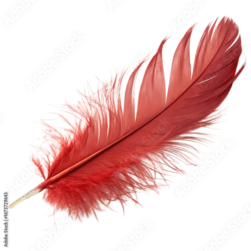 Vibrant Red Feather: Close-up Macro Photography of a Single Plume