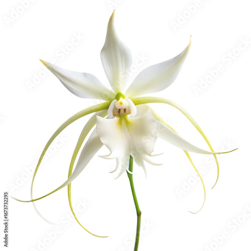 Delicate white brassavola orchid with thin petals and long sepals isolated on transparent background
