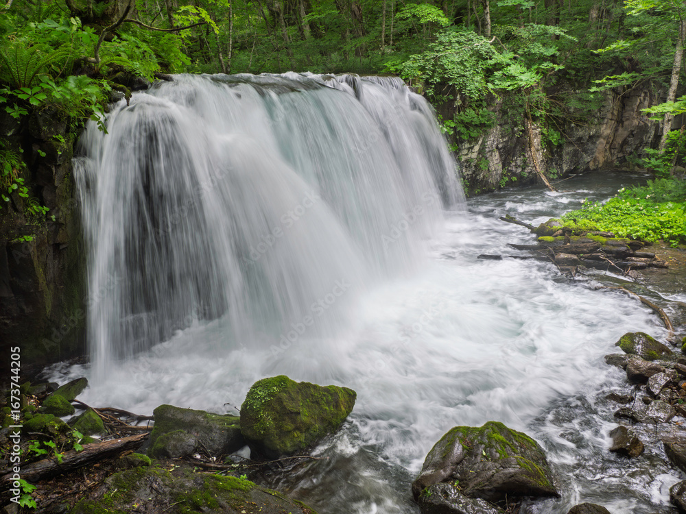 Obraz premium 新緑の中を流れる清流