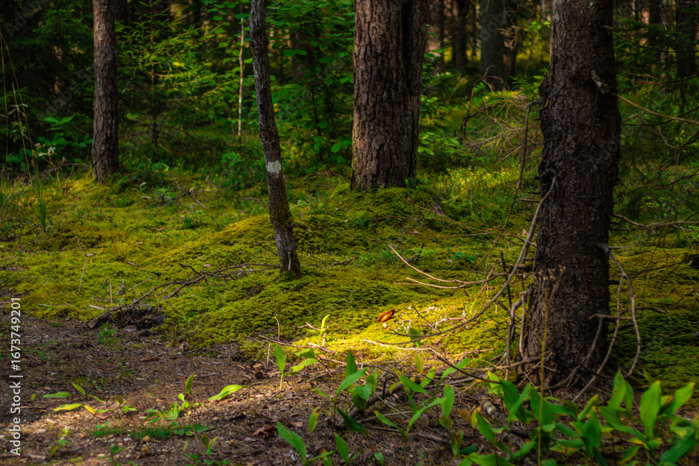 Fototapeta premium A sunbeam lights up vibrant green moss and young plants on a peaceful forest floor surrounded by tall pine and spruce trees.