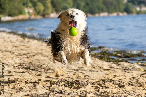 Border Collie playing with a ball in the sand at the beach. Relaxing dog in a river. Purebred animals. Sheepdog
