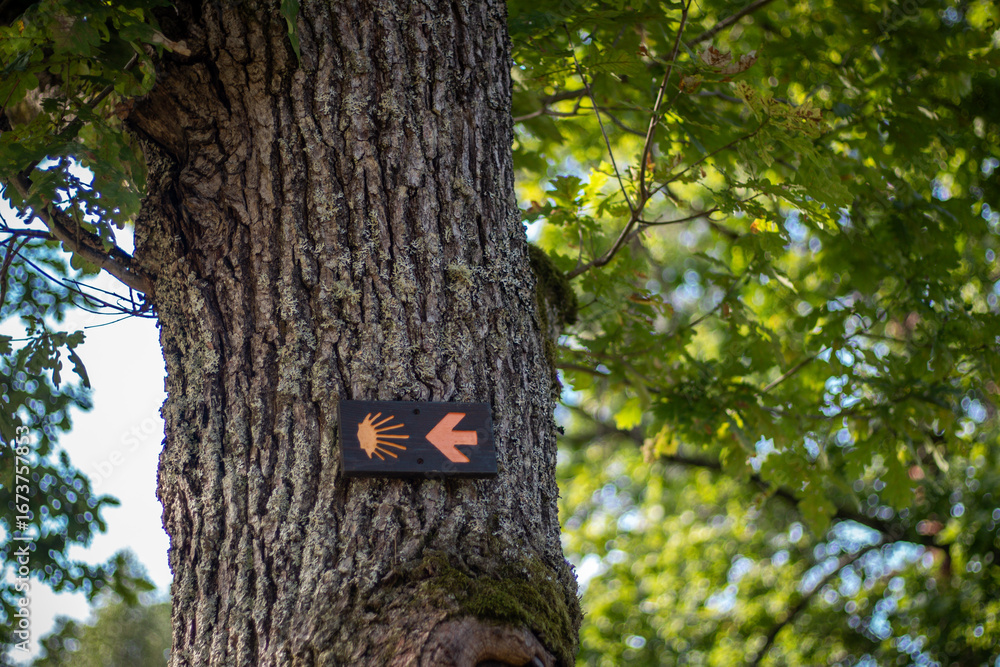 Obraz premium A wooden Camino de Santiago waymark with a scallop shell and arrow is attached to a mossy oak tree in a sunlit forest.