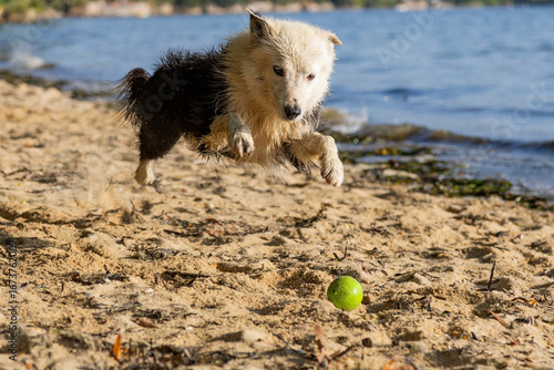 Border Collie playing with a ball in the sand at the beach. Relaxing dog in a river. Purebred animals. Sheepdog
