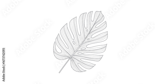 Detailed Outline of a Monstera Leaf with Fenestrations.