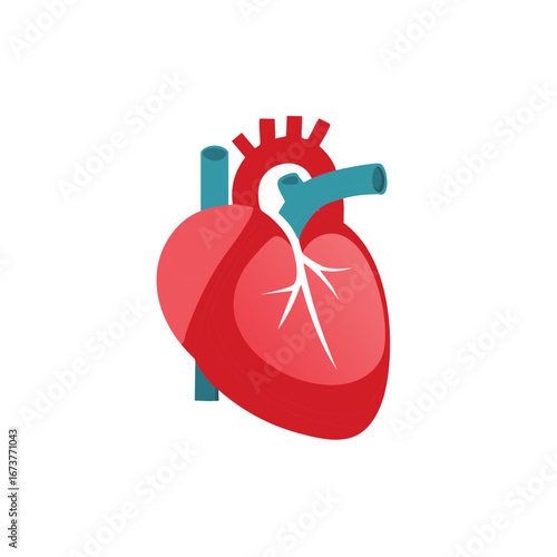 Stylized Red Heart Anatomy with Vessels and Arteries