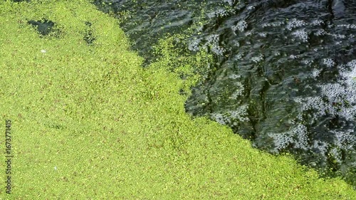 Duckweed carpeting murky water, floating silently and forming delicate green texture across tranquil aquatic environment