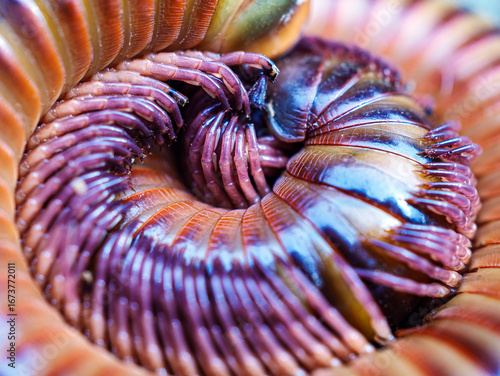 Foto Millipede invertebrates Diplopoda macro Arthropoda , luing, luwing, or keluwing