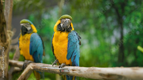 Blue and yellow macaw isolated on a blurry background. Close-up of a Blue and gold macaw perched on a branch.