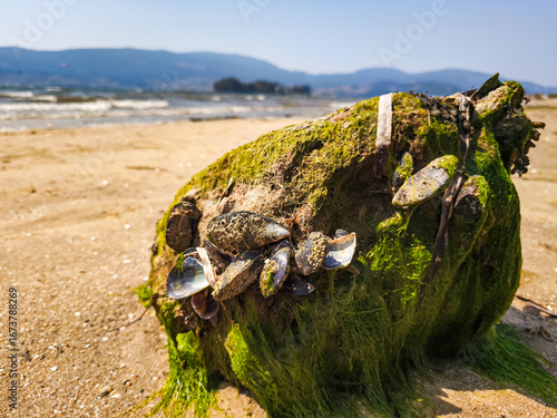Wallpaper Mural Mussels and crabs appear on the beach when the tide falls in the Cantabrian Sea. Quality seafood. A rock filled with mussels. Torontodigital.ca