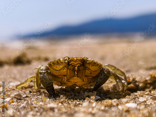 Wallpaper Mural Mussels and crabs appear on the beach when the tide falls in the Cantabrian Sea. Quality seafood. A rock filled with mussels. Torontodigital.ca