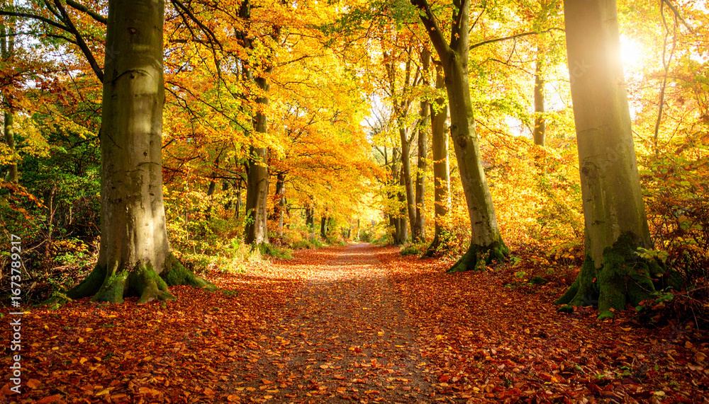 Fototapeta premium Autumn forest path covered in fallen leaves bathed in golden sunlight