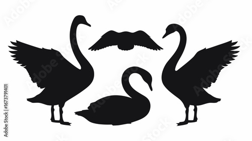 Silhouette illustration featuring four swans in various poses on a white background design element art | editable eps vectors