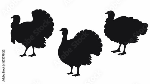 Three turkey silhouettes in black against a white background showing thanksgiving birds and poultry shapes | editable eps vectors