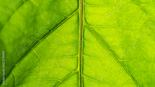 Cell Structure View of Leaf Surface Showing Plant Cells For Education. Leaf in Macro Shot Background. Bright Green Leaves of Plant or Tree With Texture and Pattern Close Up