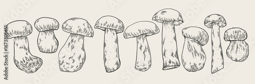 Mushrooms hand drawn ink sketch set. Line art mushroom collection. Engraving vegetables bundle. 