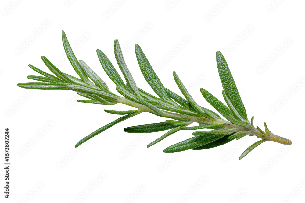 Fototapeta premium Fresh Green Rosemary Sprig on Black Background