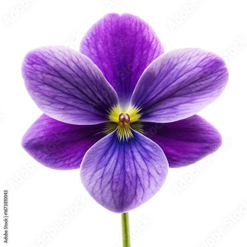 Close up macro shot of a single vibrant purple pansy flower with delicate petals isolated on transparent background