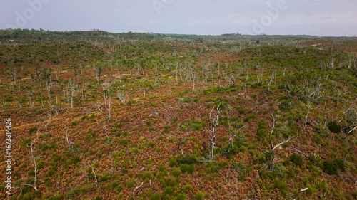 Luftaufnahme eines Waldbrandgebiets mit Drohne, drei Jahre nach dem Feuer an der Dune du Pilat in Frankreich, Auswirkungen vom Klimawandel, Feuer, tote Bäume