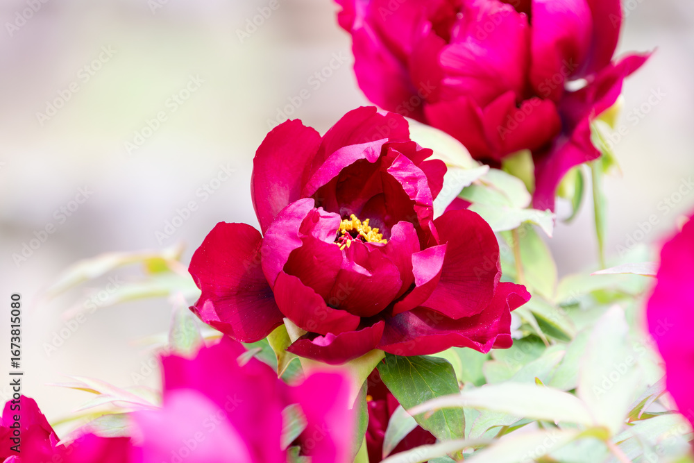Obraz premium Vibrant red peony blossom in full bloom