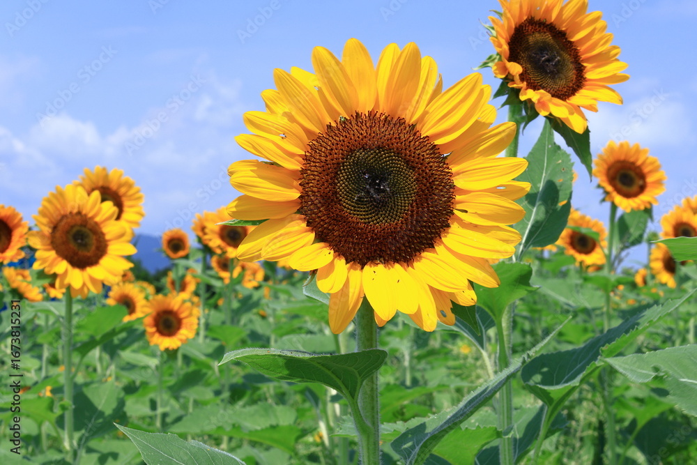 Fototapeta premium 太陽の花